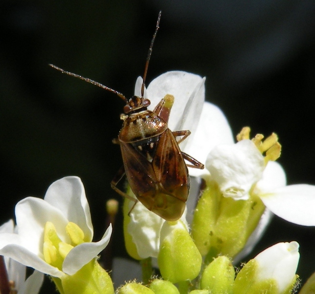 Miridae: Lygus cf wagneri del Veneto (BL)